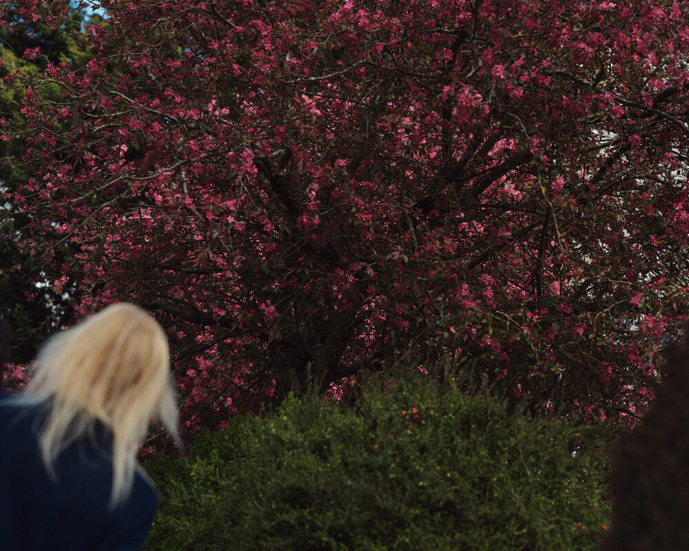 The back of a woman's head as she looks at a cherry blossom tree.