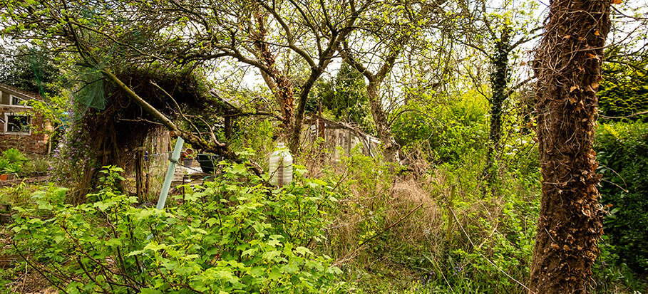 overgrown-garden.jpg